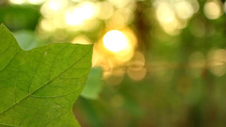 Green leaves against a background of sunset light, photographed with selective focus, background blur and bokehの写真素材