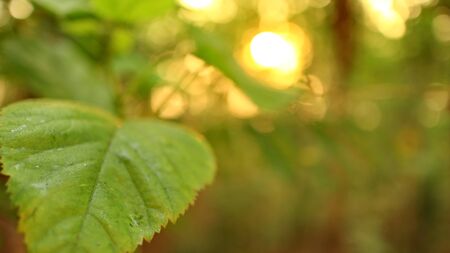 Green leaves against a background of sunset light, photographed with selective focus, background blur and bokehの写真素材