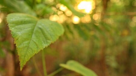 Green leaves against a background of sunset light, photographed with selective focus, background...