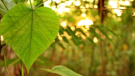 Green leaves against a background of sunset light, photographed with selective focus, background blur and bokehの写真素材