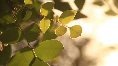 Close up beautiful view of nature green leaves on blurred greenery sky background with sunlight in public garden park. It is landscape ecology and copy space for wallpaper and backdrop,の写真素材