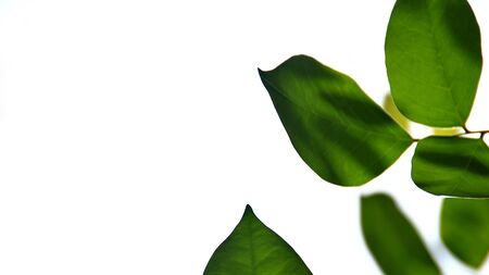 Close up beautiful view of nature green leaves on blurred greenery sky background with sunlight in public garden park. It is landscape ecology and copy space for wallpaper and backdrop,の写真素材