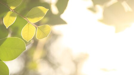Close up beautiful view of nature green leaves on blurred greenery sky background with sunlight in public garden park. It is landscape ecology and copy space for wallpaper and backdrop,の写真素材