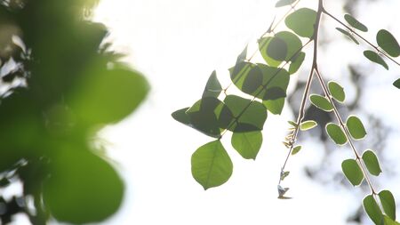 Close up beautiful view of nature green leaves on blurred greenery sky background with sunlight in public garden park. It is landscape ecology and copy space for wallpaper and backdrop,の写真素材