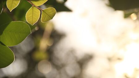 Close up beautiful view of nature green leaves on blurred greenery sky background with sunlight in public garden park. It is landscape ecology and copy space for wallpaper and backdrop,の写真素材