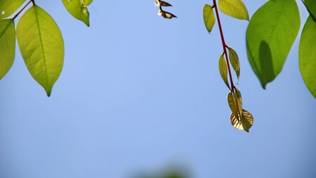 Close up beautiful view of nature green leaves on blurred greenery sky background with sunlight in public garden park. It is landscape ecology and copy space for wallpaper and backdrop,の写真素材