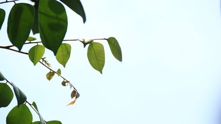 Close up beautiful view of nature green leaves on blurred greenery sky background with sunlight in public garden park. It is landscape ecology and copy space for wallpaper and backdrop,の写真素材