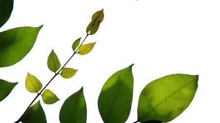 Close up beautiful view of nature green leaves on blurred greenery sky background with sunlight in public garden park. It is landscape ecology and copy space for wallpaper and backdrop,の写真素材