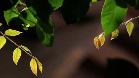 Close up beautiful view of nature green leaves on blurred greenery yellow sun light background with sunlight in public garden park. It is landscape ecology and copy space for wallpaper and backdropの写真素材