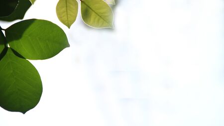 Close up beautiful view of nature green leaves on blurred greenery yellow sun light background with sunlight in public garden park. It is landscape ecology and copy space for wallpaper and backdropの写真素材
