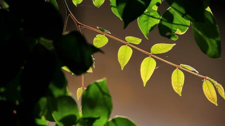 Close up beautiful view of nature green leaves on blurred greenery yellow sun light background with sunlight in public garden park. It is landscape ecology and copy space for wallpaper and backdropの写真素材