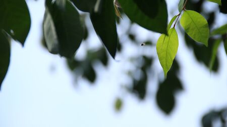 Close up beautiful view of nature green leaves on blurred greenery yellow sun light background with sunlight in public garden park. It is landscape ecology and copy space for wallpaper and backdropの写真素材