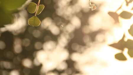 Close up beautiful view of nature green leaves on blurred greenery yellow sun light background with sunlight in public garden park. It is landscape ecology and copy space for wallpaper and backdropの写真素材
