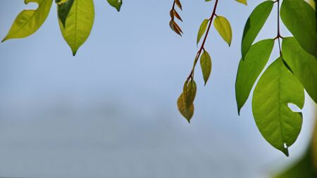 Close up beautiful view of nature green leaves on blurred greenery yellow sun light background with sunlight in public garden park. It is landscape ecology and copy space for wallpaper and backdropの写真素材