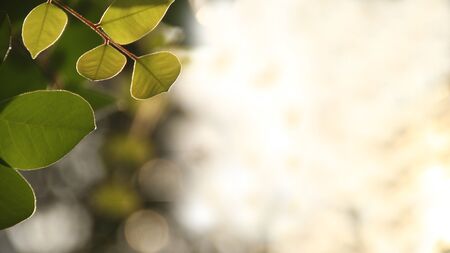 Close up beautiful view of nature green leaves on blurred greenery yellow sun light background with sunlight in public garden park. It is landscape ecology and copy space for wallpaper and backdropの写真素材