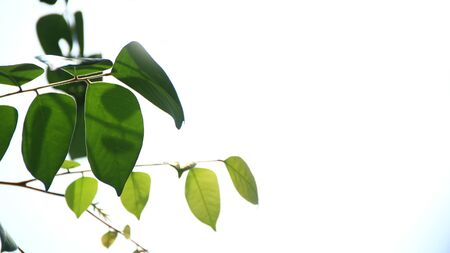 Close up beautiful view of nature green leaves on blurred greenery yellow sun light background with sunlight in public garden park. It is landscape ecology and copy space for wallpaper and backdropの写真素材