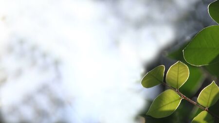 Close up beautiful view of nature green leaves on blurred greenery yellow sun light background with sunlight in public garden park. It is landscape ecology and copy space for wallpaper and backdropの写真素材