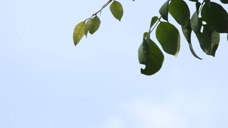 Close up beautiful view of nature green leaves on blurred greenery sky background with sunlight in public garden park. It is landscape ecology and copy space for wallpaper and backdropの写真素材