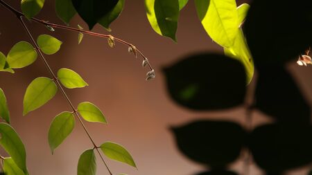 Close up beautiful view of nature green leaves on blurred greenery sky background with sunlight in...
