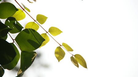 Close up beautiful view of nature green leaves on blurred greenery sky background with sunlight in public garden park. It is landscape ecology and copy space for wallpaper and backdrop,の写真素材