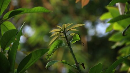 Mango leaf tree above the tree, photographed with selective focus and background bokehの写真素材