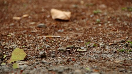 Dry leaves and grass on dry clay, with selective focus, bokeh and a little blurry