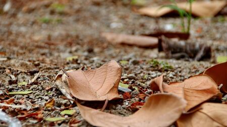 Dry leaves and grass on dry clay, with selective focus, bokeh and a little blurryの写真素材