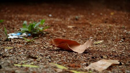 Dry leaves and grass on dry clay, with selective focus, bokeh and a little blurryの写真素材