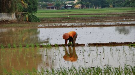 Farmers when planting rice seeds in rice fields, Batang Indonesia