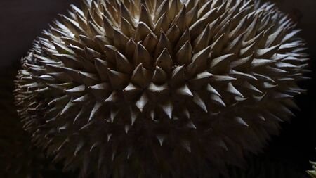 King of Fruits, Durian is a popular tropical fruit in Asiaの写真素材