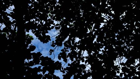 Teak forest in the photo from below, with selective focus, blurry, and out of focusの写真素材