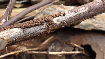 Weathered wood on land that is eaten by termites