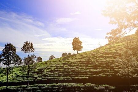 tea garden in the morning fresh, exposed to sunlight