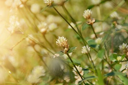 white clover flowers on the mountain slopes, with bokeh backgrounds and foreground, with sun light in the morning at springの写真素材