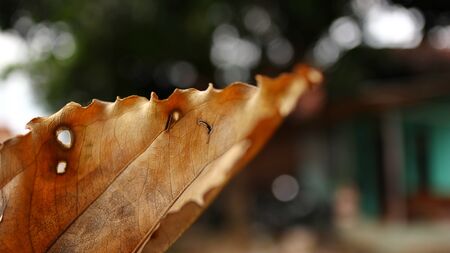 not focus dry leaves against a background of blur and selective focusの写真素材