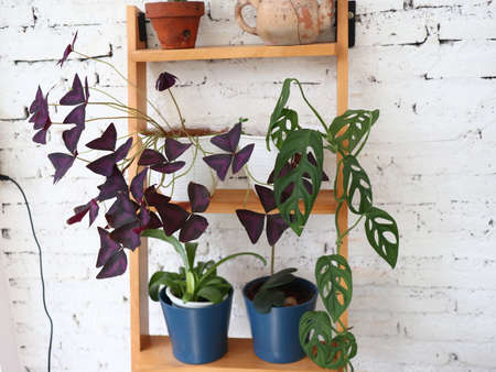 flowery plants in pots on wooden shelves, against a backdrop of white wallsの写真素材