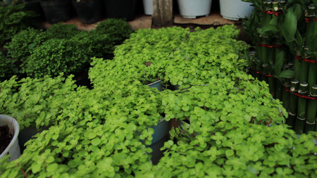 Blurry image. Lucky Irish Four Leaf Clover in the Field for St. Patricks Day