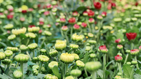 Chrysanthemum that is not yet blooming Outdoor gardening Blooming naturally On a blurred backgroundの写真素材