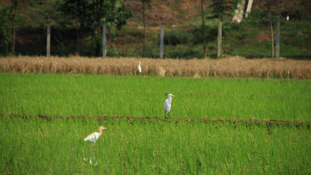 white stork in the middle of the rice fields sunbathing and looking for foodの写真素材