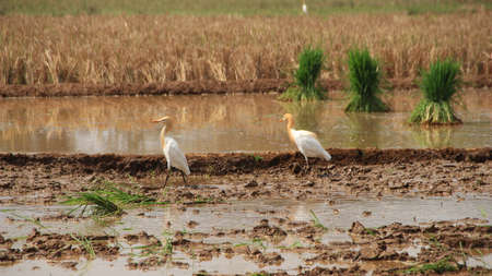 The herd while looking for food in the verdant rice fieldsの写真素材