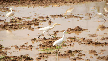 The herd while looking for food in the verdant rice fields