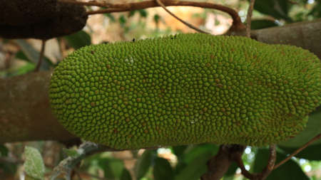 Asian summer fruits named Jackfruit scientific name Artocarpus heterophyllus, Jackfruit hanging on...