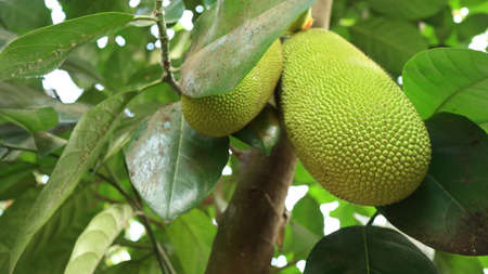 Asian summer fruits named Jackfruit scientific name Artocarpus heterophyllus, Jackfruit hanging on...