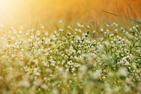 close up jasmine flowers in a garden. Beautiful tenderness floral backgroundの写真素材