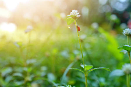 Natural Lotus Flower Blooms in a beautiful garden, exotic round seed stand of a lotus isolated on blurry backgroundの写真素材