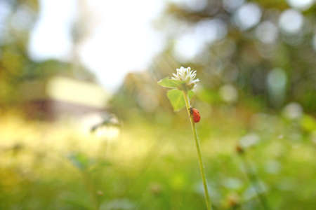 Lush landscaped garden with flowerbed and colorful plantsの写真素材