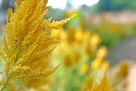 celosia flowers in the daylight. Flowers blooming in garden. Natural Celosia Flowers In The Flower Farmの写真素材