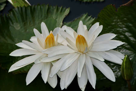 Natural Lotus Flower Blooms in a beautiful garden, exotic round seed stand of a lotus isolated on blurry backgroundの写真素材