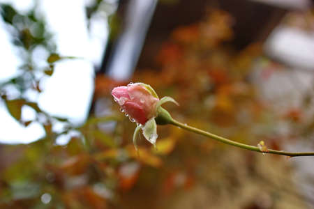 Small rose buds after rain, fresh with water droplets around itの写真素材