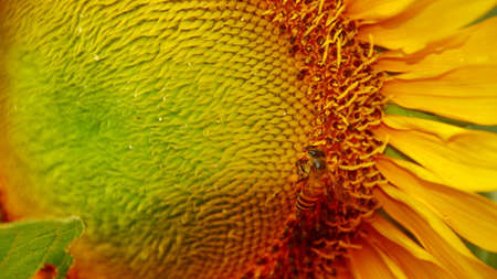 Sunflowers and bees who are looking for nectar in a garden, selectively focusedの写真素材